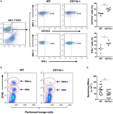 Complement Receptor 3 Has Negative Impact on Tumor Surveillance through Suppression of Natural Killer Cell Function